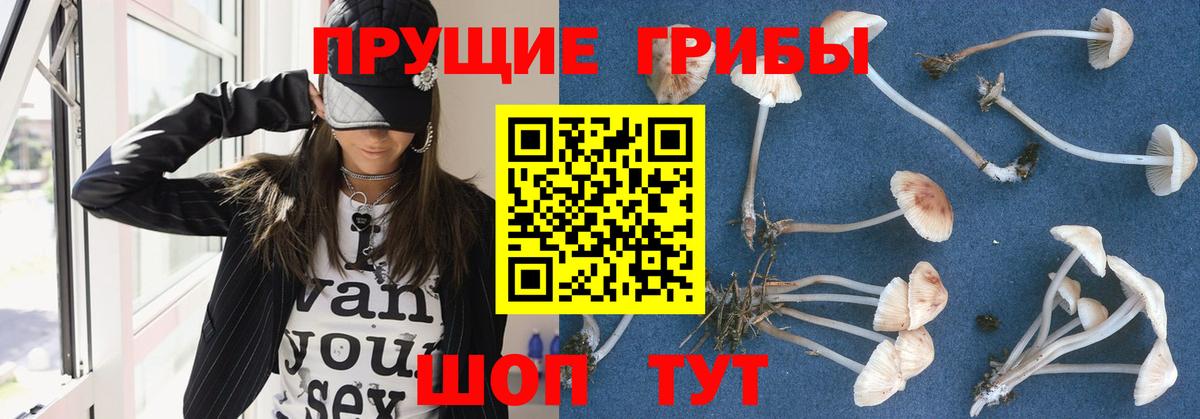 Псилоцибиновые грибы Psilocybine cubensis Щёлково